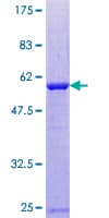 Human RAN Protein (Recombinant GST)