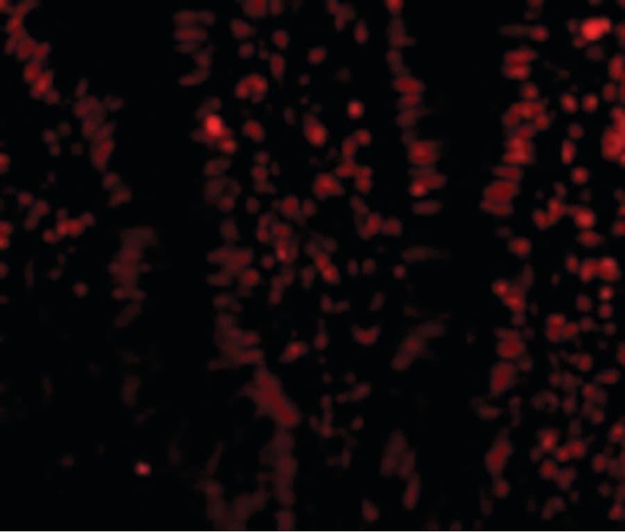 IHC-plus™ Polyclonal Rabbit anti-Human KDM1A / LSD1 Antibody (IHC, IF, WB)