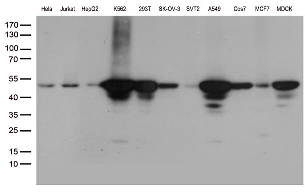 Monoclonal Mouse anti-Human DDX39B / UAP56 Antibody (clone OTI2G7, Carrier-free, aa319-428, IHC, WB)
