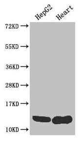 WFDC2 / HE4 Antibody