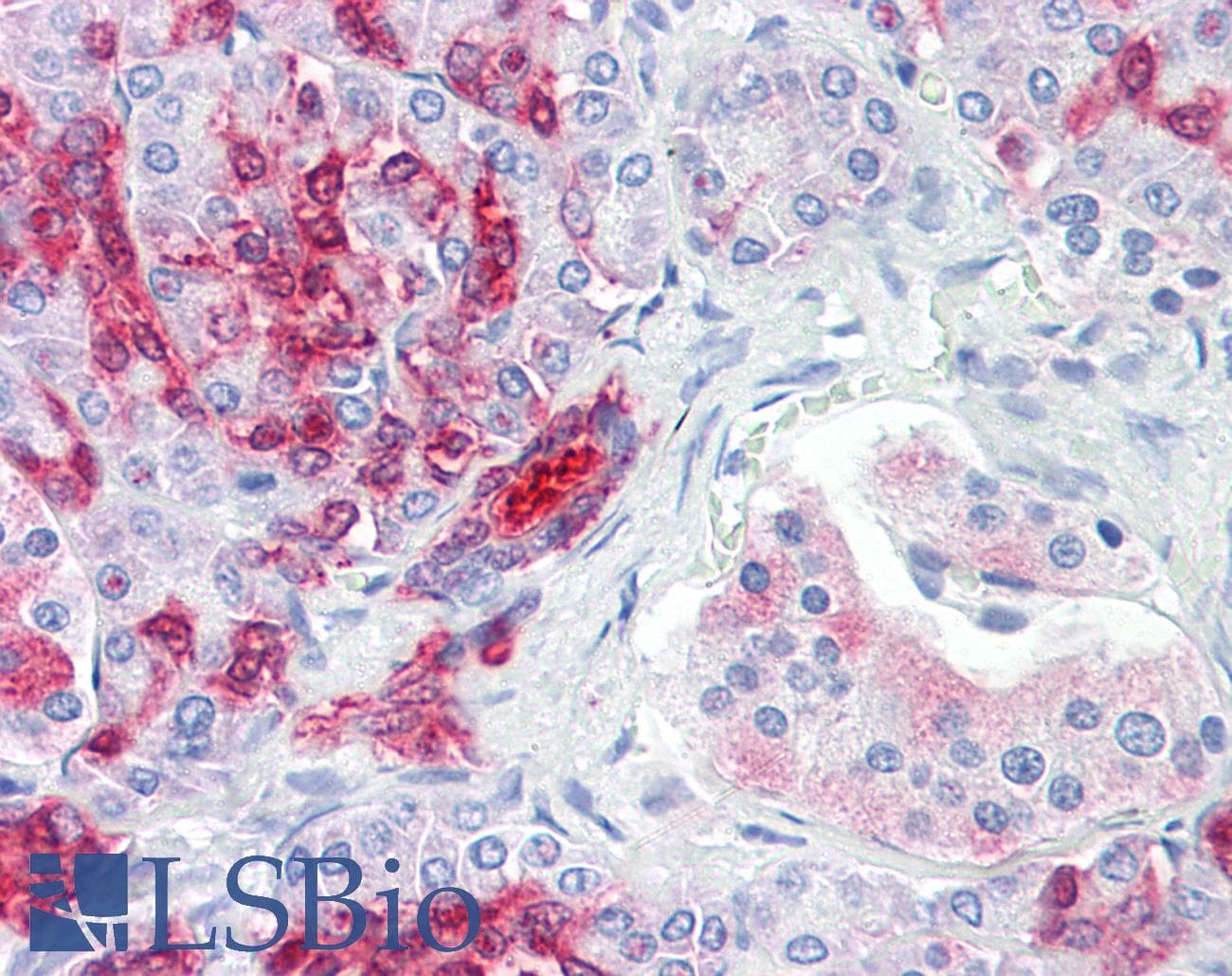 IHC-plus™ GRIN2A / NMDAR2A / NR2A Antibody (C-Terminus)