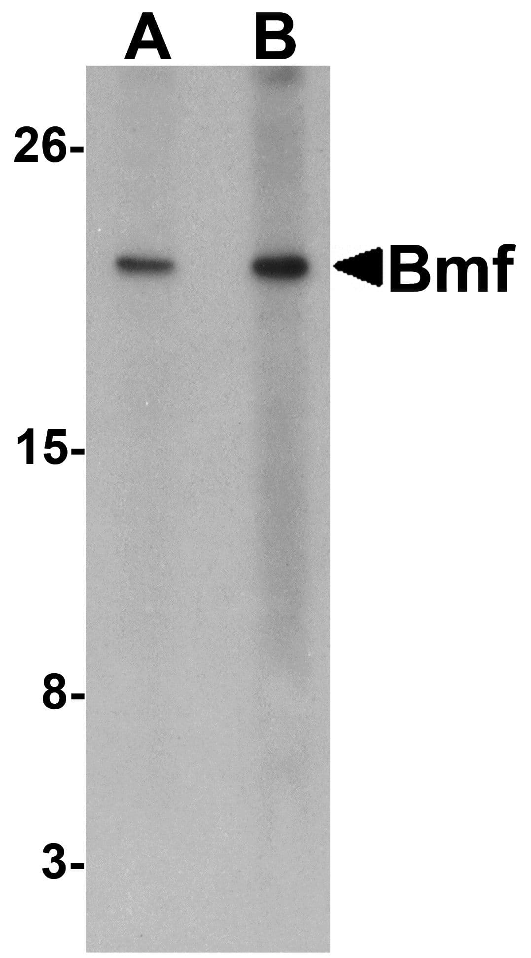 IHC-plus™ BMF Antibody