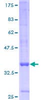Human GPR157 Protein (Recombinant GST)