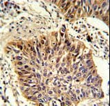 GOLPH3 Antibody (aa251-279)