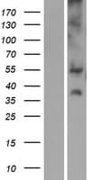 SLC17A3 Protein (Over-Expression Lysate Myc-DDK (Flag))