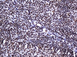 DCPS Antibody (clone OTI4H8)