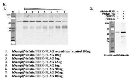 NAMPT / Visfatin Antibody (clone OMNI379, Biotin)