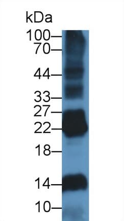 DNASE1L2 Antibody (aa32-229)