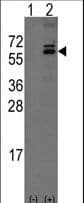 OLFM1 Antibody (aa434-463)