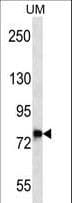 DNAJC14 Antibody (aa184-213)