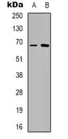 TAF15 Antibody (Internal)
