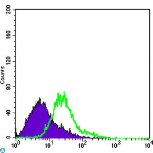 BCL10 / BCL-10 Antibody