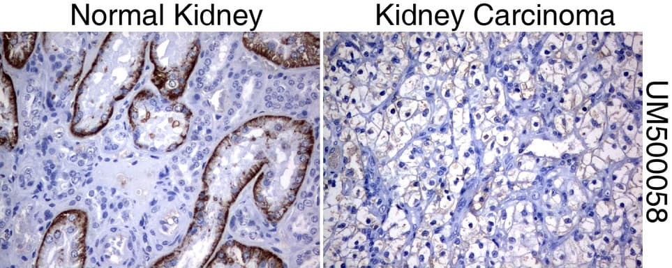 SLC7A8 / LAT2 Antibody (clone UMAB70)