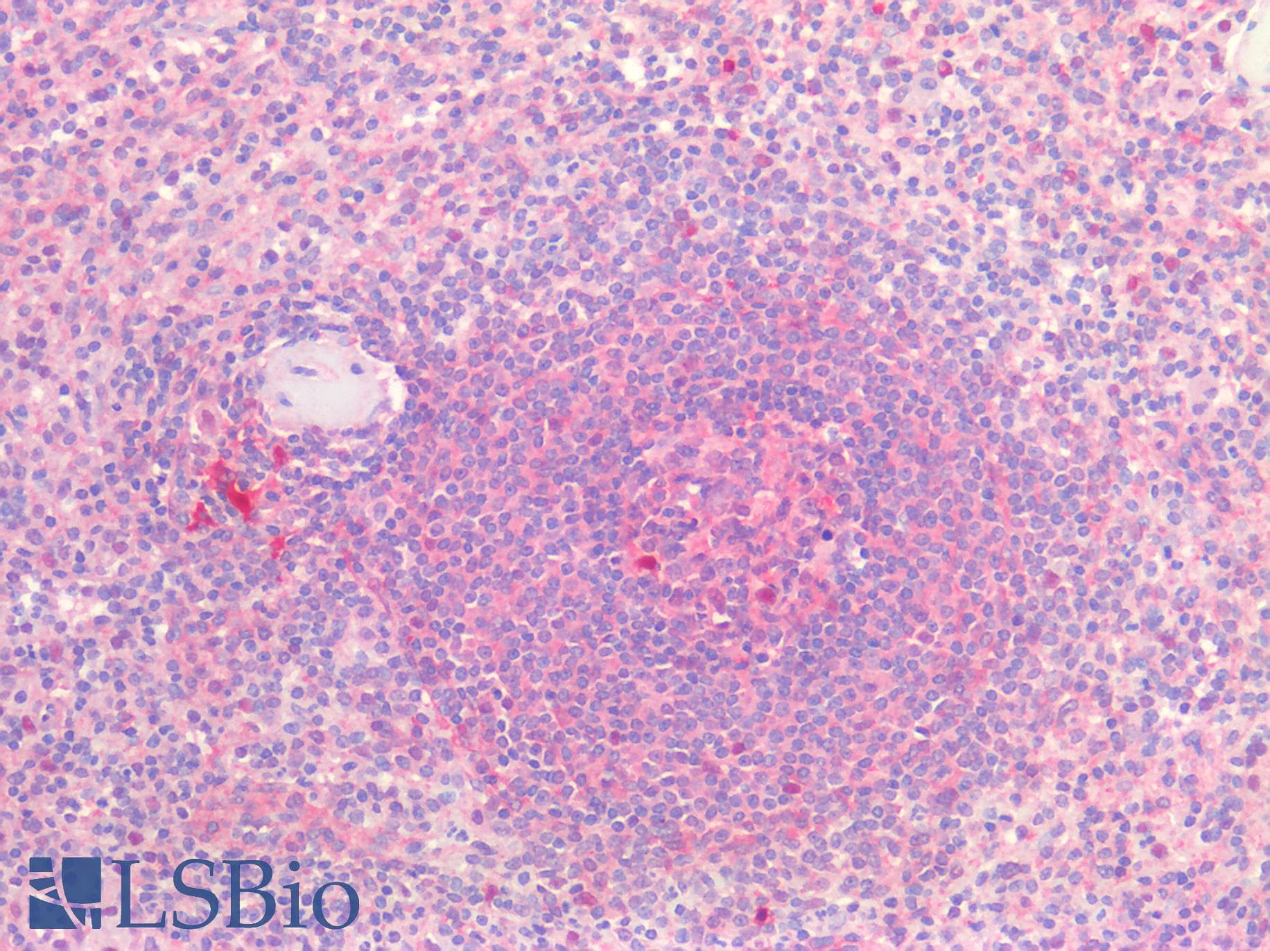 IHC-plus™ CD81 Antibody