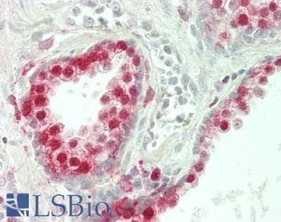 STAT1 Antibody (clone 4H9, Carrier-free)