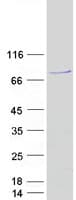Human NUB1 Protein (Recombinant Myc-DDK (Flag))