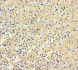 YPEL3 Antibody (aa1-119)