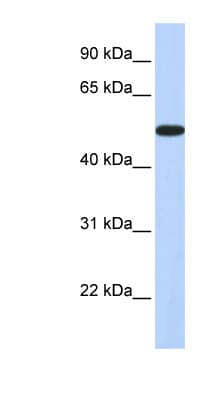 HOXA3 Antibody (aa324-373)