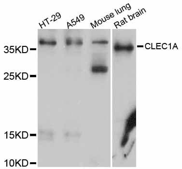 CLEC1A / CLEC-1 Antibody