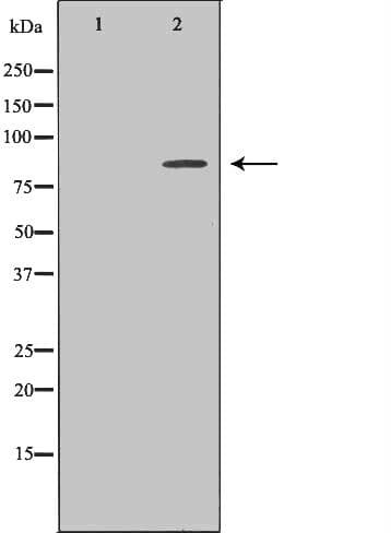 HGF / Hepatocyte Growth Factor Antibody