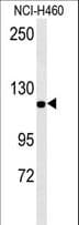 IPO7 / RANBP7 Antibody (aa142-169)