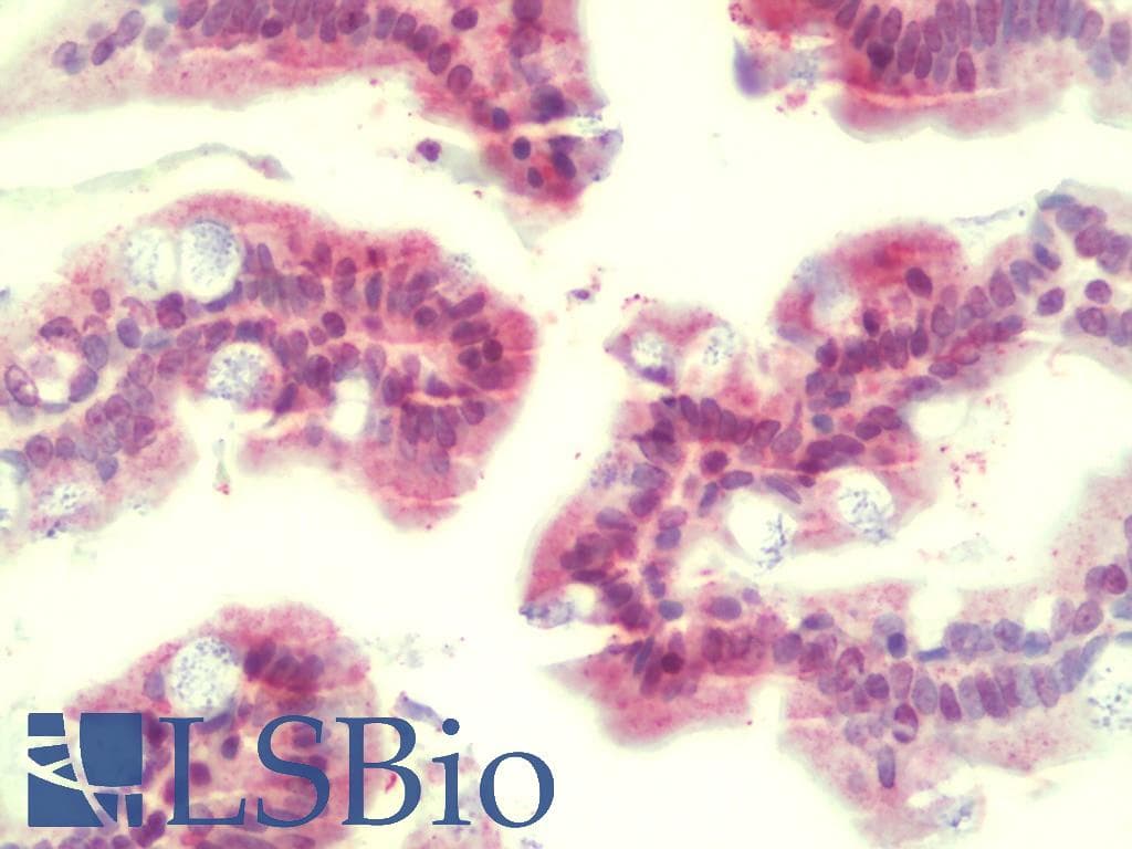 IHC-plus™ CDX2 Antibody
