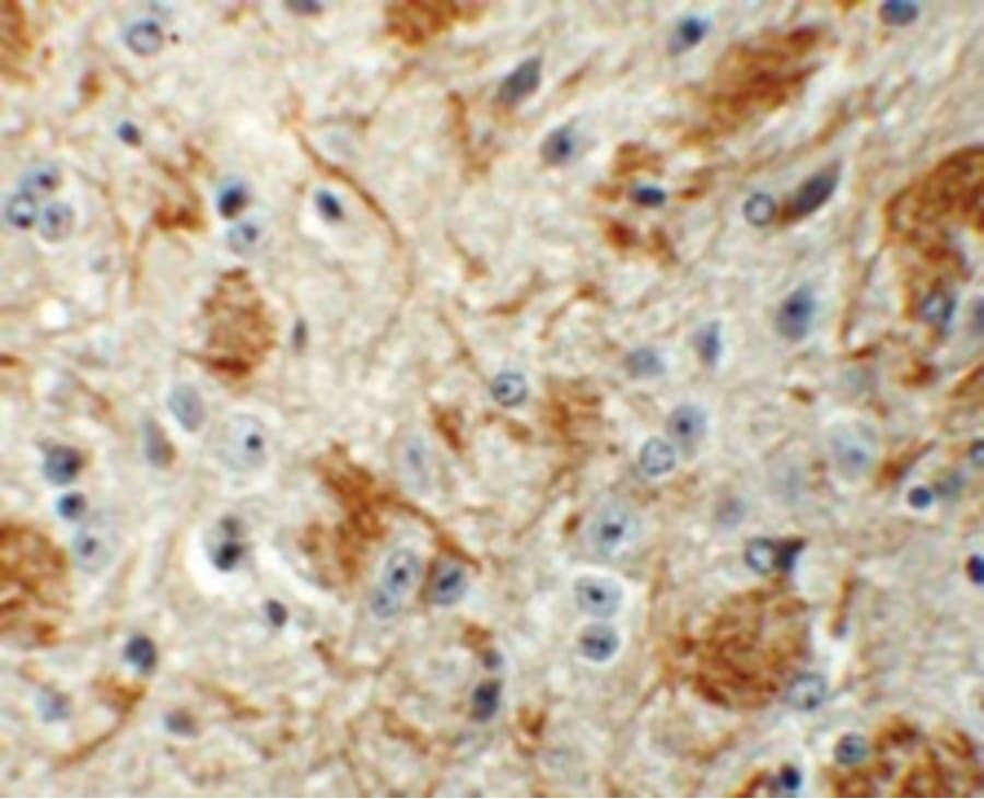 Polyclonal Rabbit anti-Human LCMT2 / YW4 Antibody (IHC, IF, WB)