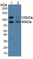 NCAM2 Antibody (aa21-297, Biotin)