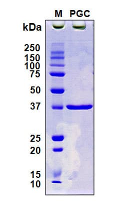 Human Pepsinogen II Protein (Recombinant 6His, N-terminus)