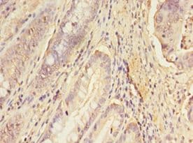 ERGIC1 Antibody (aa48-254)