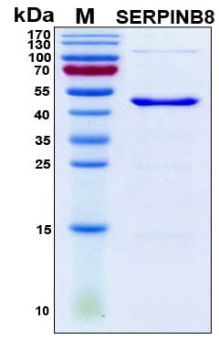 Human SERPINB8 Protein (Recombinant 6His, N-terminus)