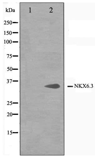 Polyclonal Rabbit anti-Human NKX6-3 Antibody (IF, WB)
