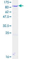 Human RAP74 / GTF2F1 Protein (Recombinant GST)