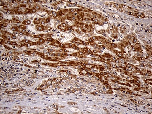 HDHD3 Antibody (clone OTI1C5, Carrier-free)