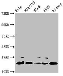 Polyclonal Rabbit anti-Human HIST1H2BN Antibody (WB)