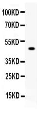 Polyclonal Rabbit anti-Mouse CPB2 / TAFI Antibody (WB)