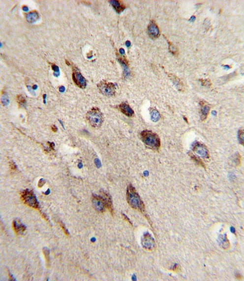 Polyclonal Rabbit anti-Human BDNF Antibody (aa206-236, IHC, IF, WB)