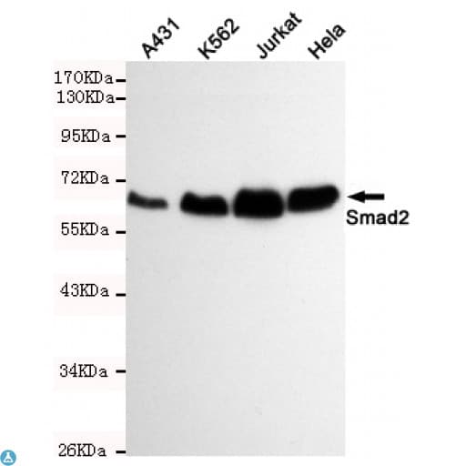 SMAD2 Antibody