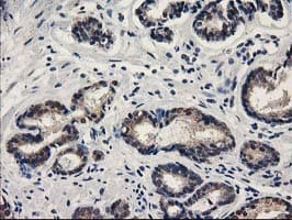 SPR Antibody (clone OTI4F5, Carrier-free)