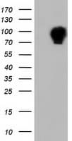 ALDH1L1 Antibody (clone OTI4D5)
