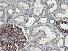 DEF6 Antibody (clone OTI2C11)