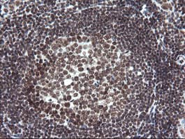 NUMB Antibody (clone OTI4F3, Carrier-free)