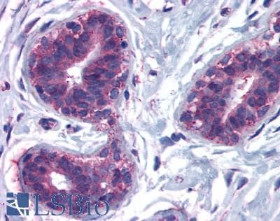PathPlus™ CELSR2 Antibody (N-Terminus)