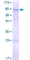 Human FAM126A / HCC Protein (Recombinant GST)