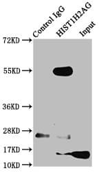 HIST1H2AI Antibody