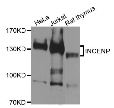 INCENP Antibody
