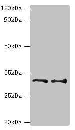 EDA2R / XEDAR Antibody (aa1-138)
