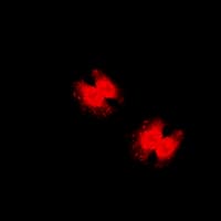 Polyclonal Rabbit anti-Human FOXO3 / FOXO3A Antibody (phospho-Ser253, IHC, IF, WB)