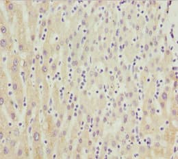 CYP3A43 Antibody
