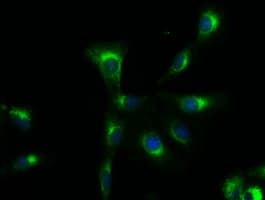 SOX17 Antibody (clone OTI2G8)
